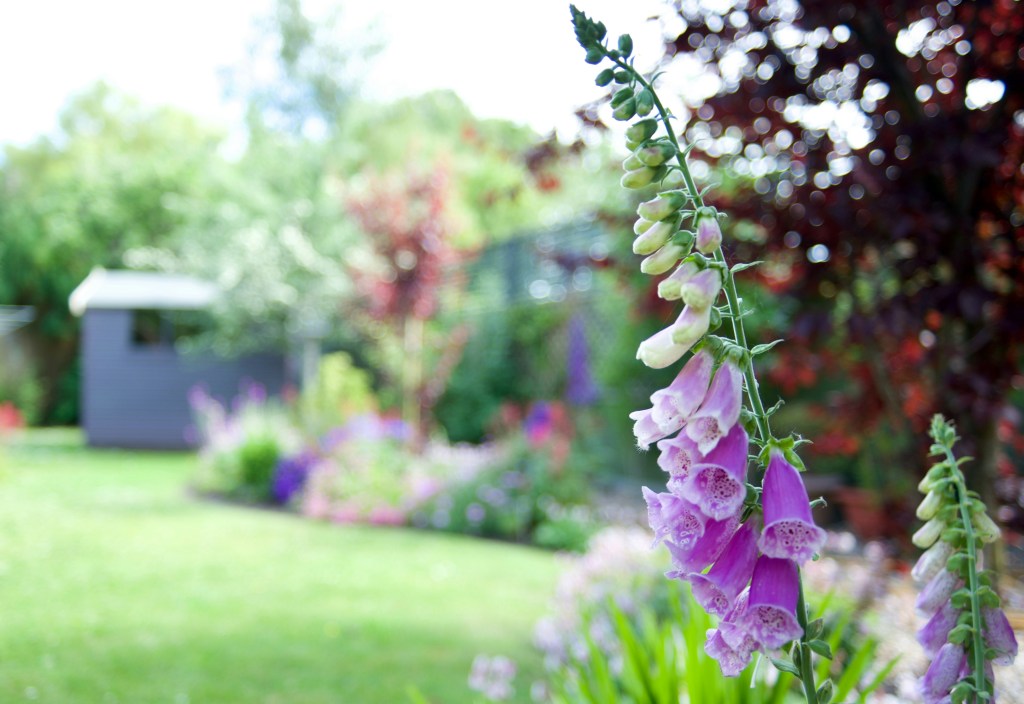 Foxglove, vertical flower, Normandy, France, shade, garden