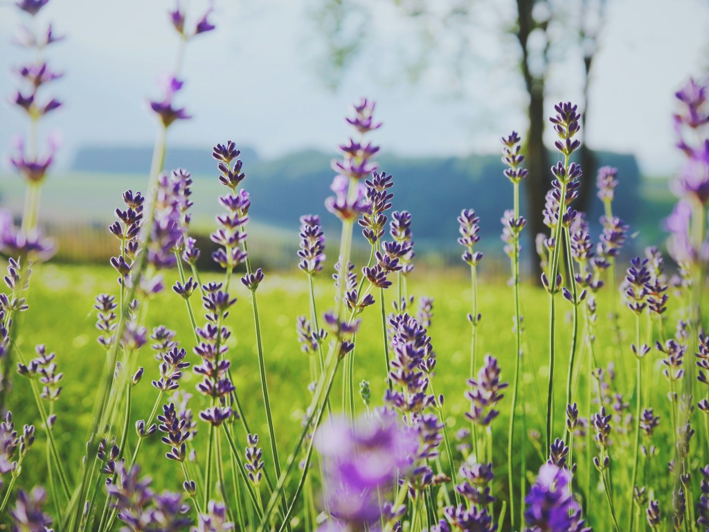 French lavender, English Lavender, sun flower garden, purple flower, perennial herb, purple blossoms