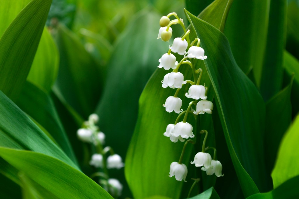 Lily of the valley, flowers, bell-shaped, fragrance, Normandy, white, happiness, purity