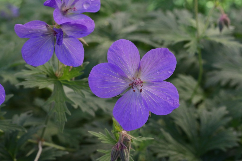 Meadow Cranesbill, meadow Canne's-bill, violet blue flowers, perennial 
